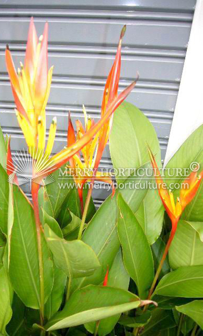 Heliconia Pstt Andromeda